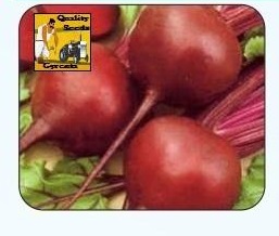 Hybrid Beetroot Seeds