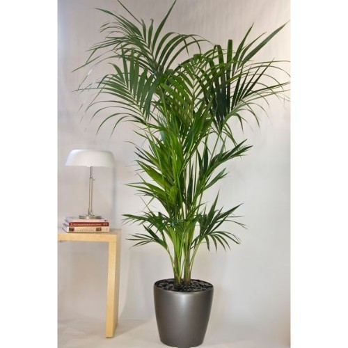 Artificial Palm Plant