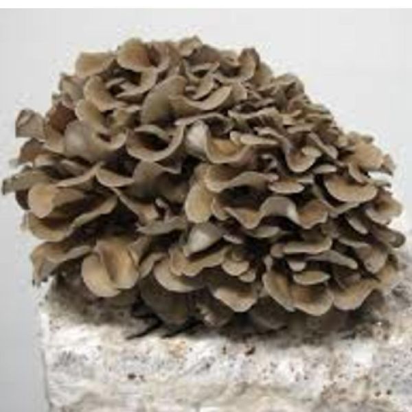 Maitake Mushroom