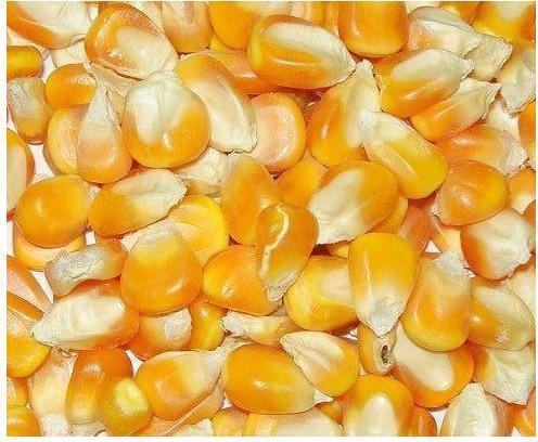 Organic Maize Seeds, Color : Yellow