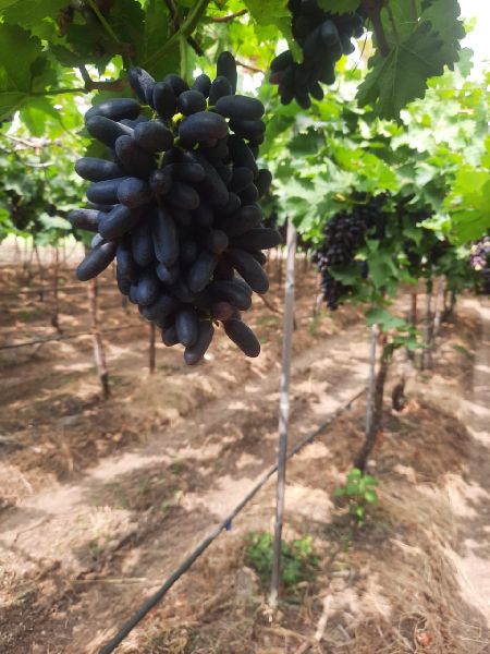 fresh black grapes