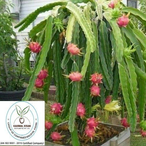 red dragon fruit tree