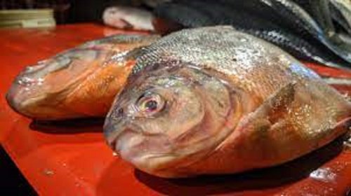 Fresh Rupchanda Fish