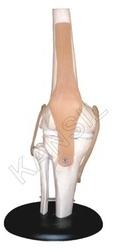 Knee Joint Model, Size : 12.5 × 12.5 × 32 cm