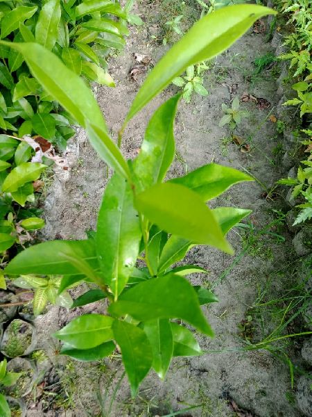 Kinni plant