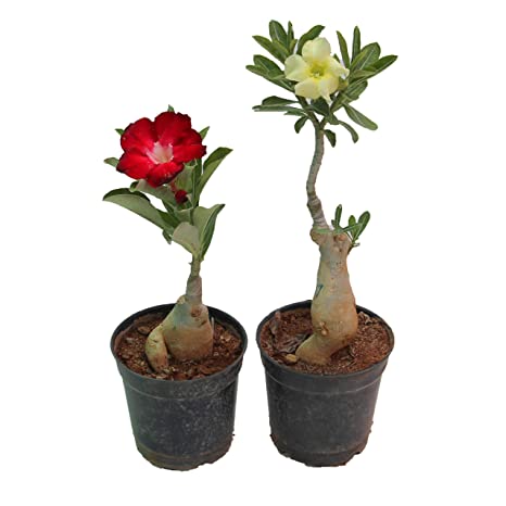 Adenium plant, for Decorating Flower