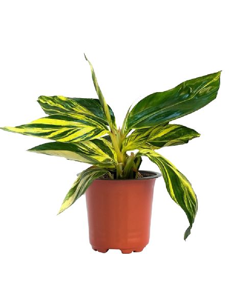 Alpinia Variegated Plant with 5 Inch Nursery Pot