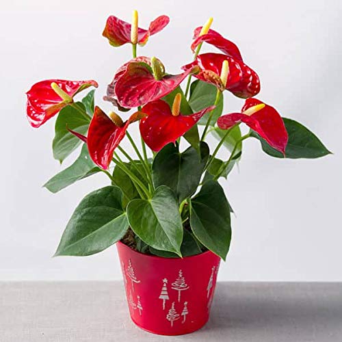 Anthurium Plant, for Gardening, Color : Red