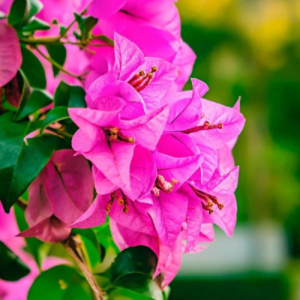 bougainvillea plant