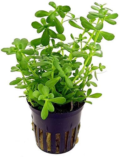 Brahmi Plant