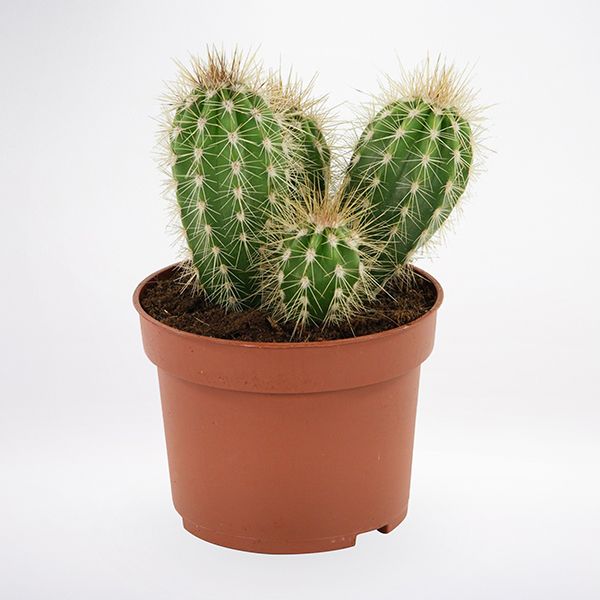 Cactus Plant, for Indoor Decoration, Packaging Type : Plastic Bag