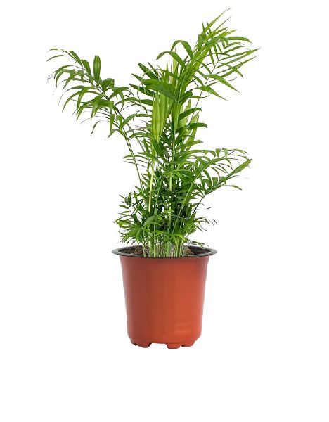 Chamaedorea Palm Plant with 5 Inch Nursery Pot