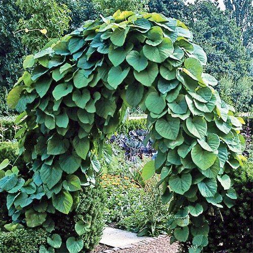 Creeper Plant, for Gardening, Color : Green at Best Price in Delhi ...