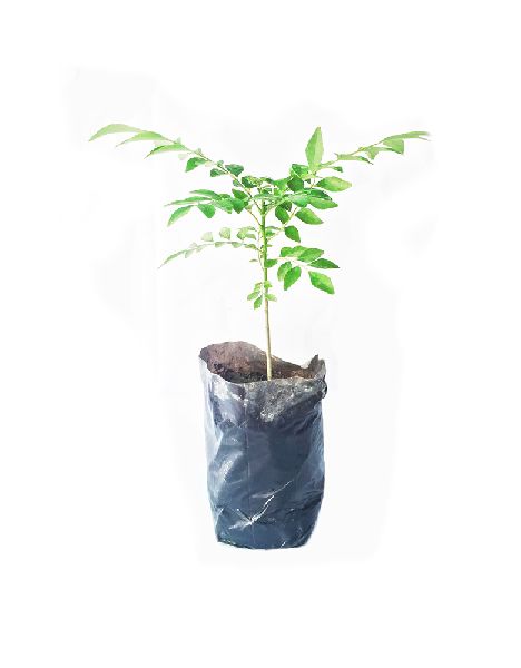 Curry Plant, Packaging Type : 4 Inch Poly Bag