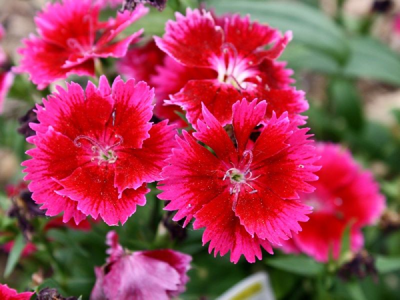 Dianthus Plant, for Decoration, Gardening, Color : Pink