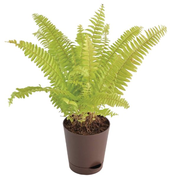 Organic Fern Plant, for Gardening, Feature : Fast Growth