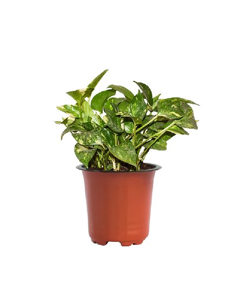 Green Variegated Money Plant with 4 Inch Nursery Pot