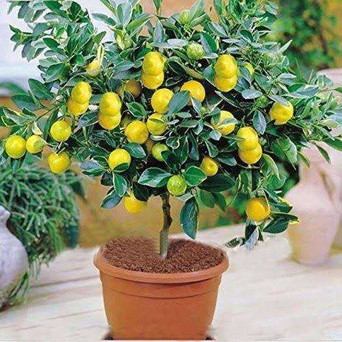 Organic Lemon Plant, for Culinary Non-culinary Purposes, Gardening