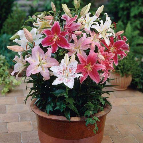 Lilium Plant, for Gardening, Decoration