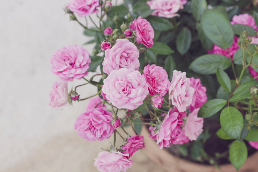 Miniature Rose Plant, for Decoration, Color : Pink