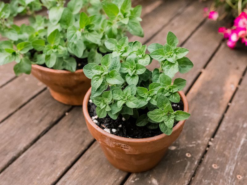 Oregano Plant, Color : Green