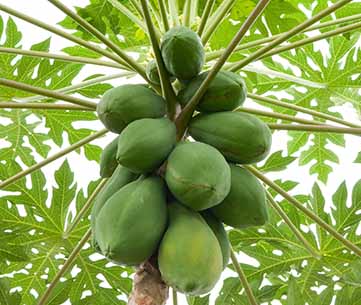 Organic papaya plant, Packaging Type : Poly Bag