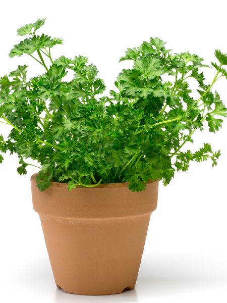 Organic Parsley Plant, for Ayurvedic Medicine, Plantation, Color : Green