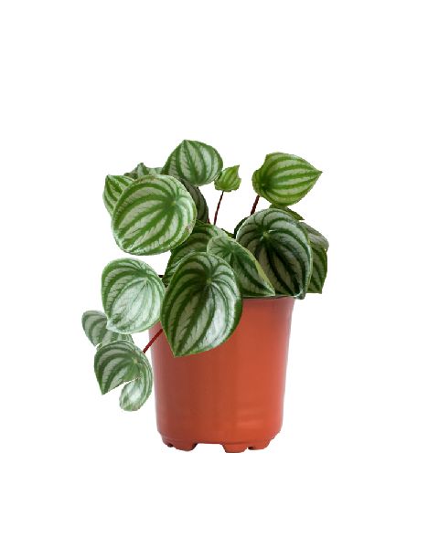 Peperomia Mini Plant with 4 Inch Nursery Pot