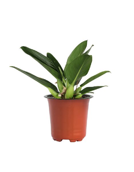 Philodendron Martiana Plant with 5 Inch Nursery Pot