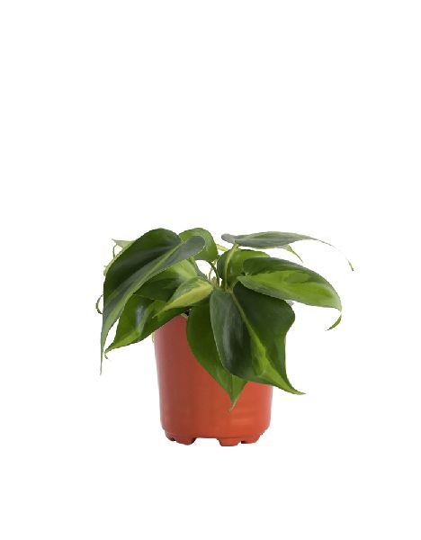 Philodendron Variegated Plant with 8 Inch Nursery Pot