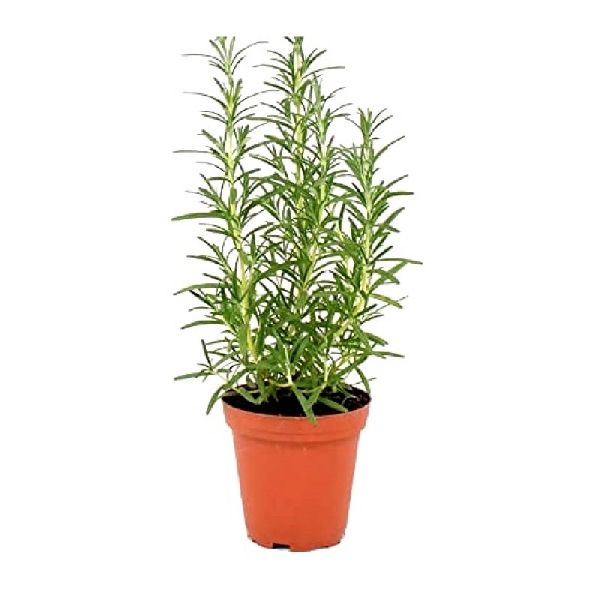 Rosemary Plant, Color : Green