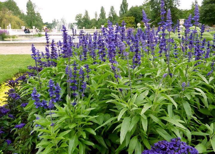 Salvia Long Plant