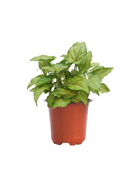 Syngonium Alba Plant with 4 Inch Nursery Pot