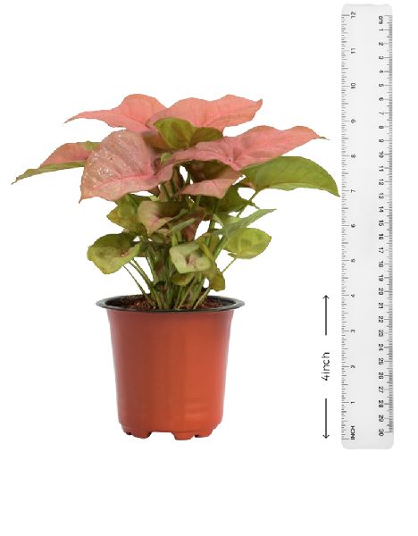 Syngonium Pink Plant with 4 Inch Nursery Pot