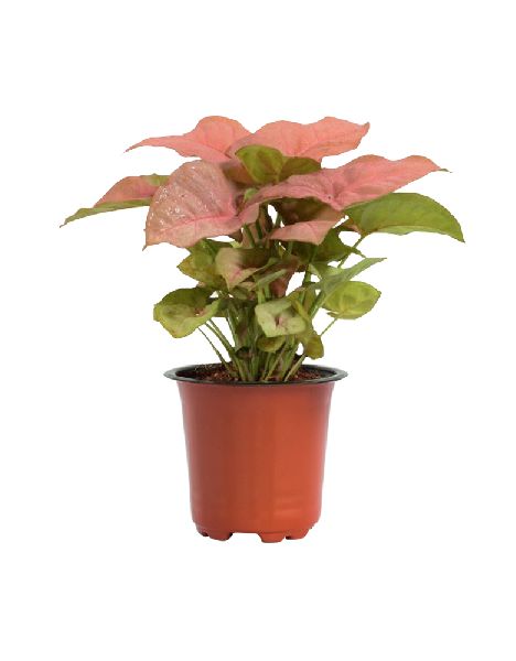 Syngonium Pink Plant with 5 Inch Nursery Pot