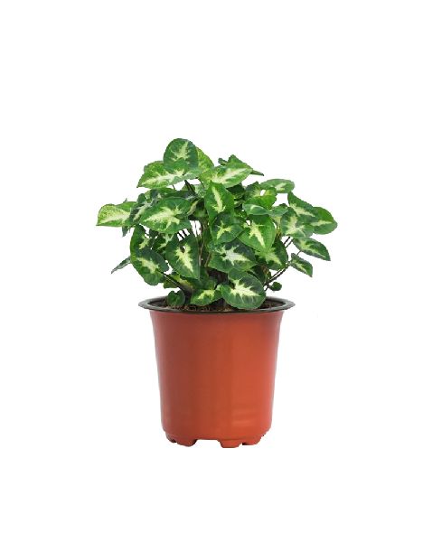 Syngonium Pixie Plant with 4 Inch Nursery Pot