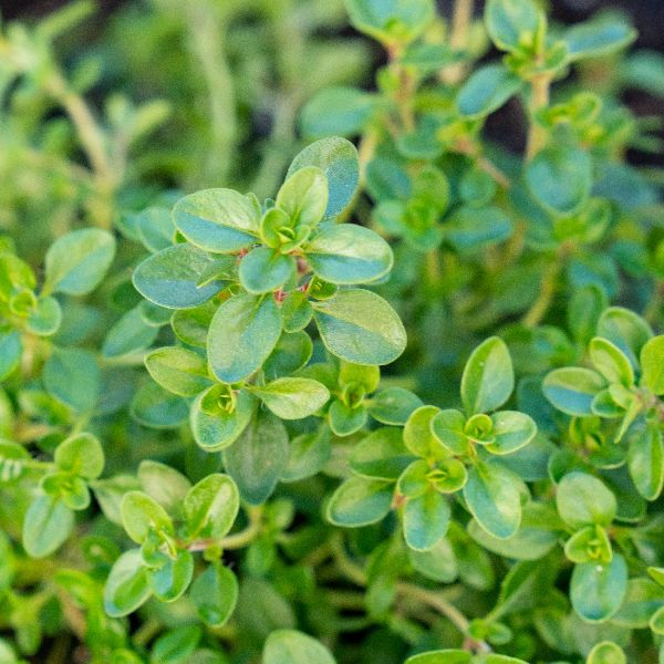 Thyme Plant at best price Delhi from Greenium ID6018585