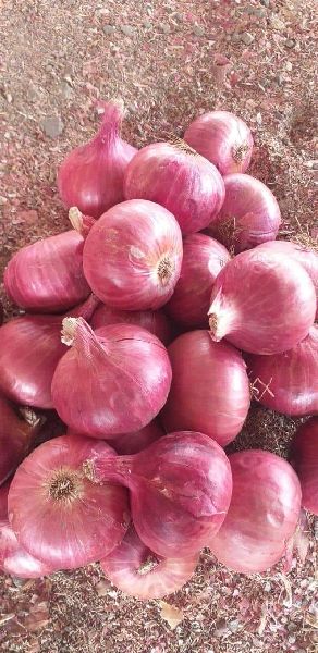 A Grade Fresh Red Onion, Gunny Bag, Packaging Size: 50 Kg