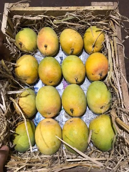 Organic fresh mango, Color : Light Yellow