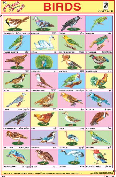 Birds Sticker Chart