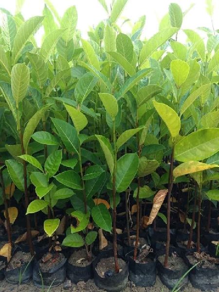 jack fruit plants