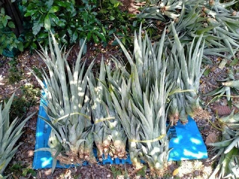 Pineapple fruit plants