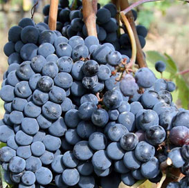 Anab-E-Shahi Grapes, Certification : Fssl