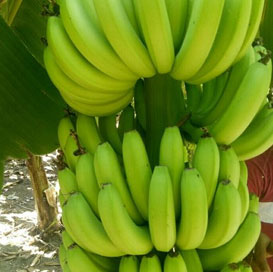 Organic g9 cavendish banana, Shelf Life : 15 Days