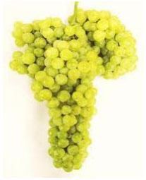 Pusa Seedless Grapes