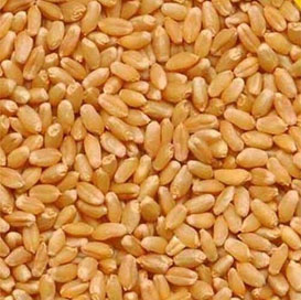 Sharbati Wheat