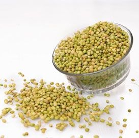 Single Parrot Coriander Seeds