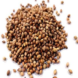 XO Quality Coriander Seeds