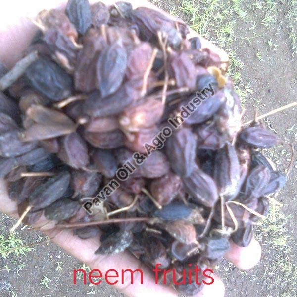 Neem Fruits