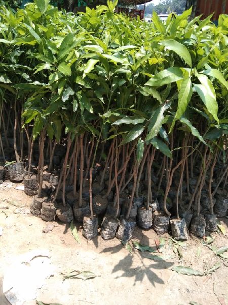 Amrapali Mango Plant, for Plantation